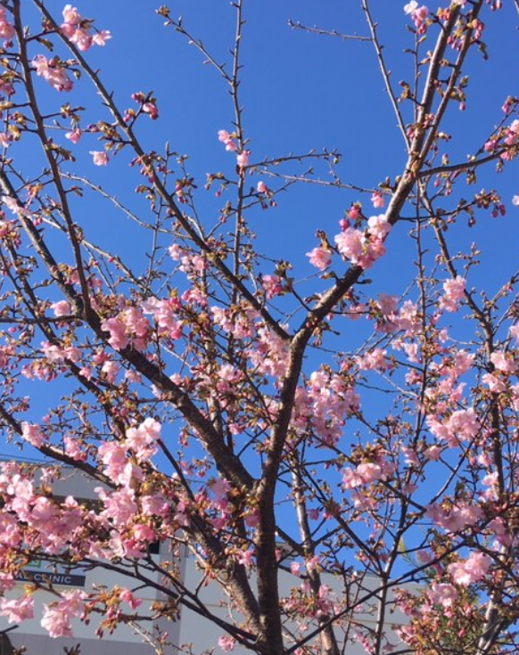 f:id:chuokurashinet:20200207134715p:plain f:id:chuokurashinet:20200207134715p:plain