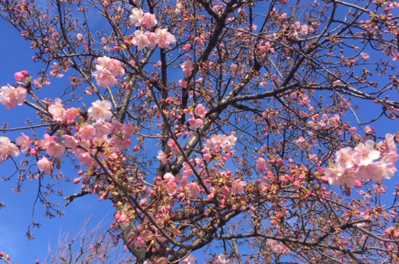 f:id:chuokurashinet:20200210160041p:plain
