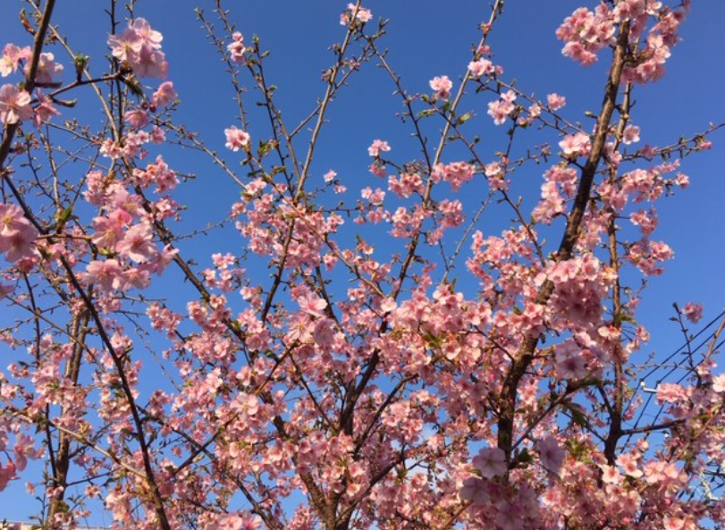 f:id:chuokurashinet:20200217221426p:plain