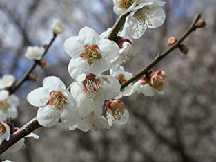 f:id:chuokurashinet:20200226083227p:plain