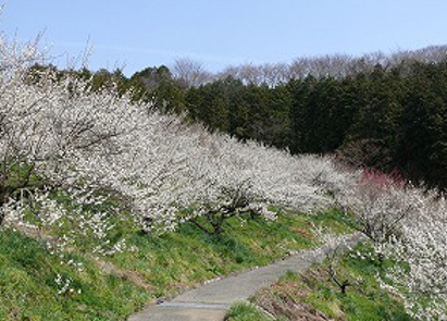 f:id:chuokurashinet:20200226083959p:plain