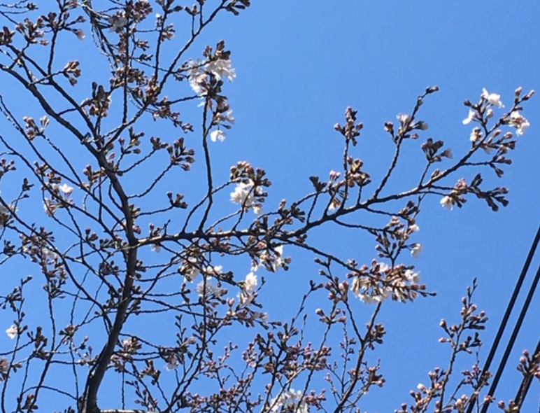 f:id:chuokurashinet:20200318111958p:plain