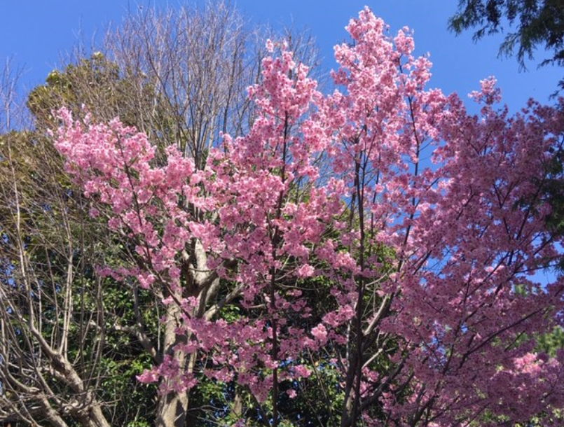 f:id:chuokurashinet:20200318113139p:plain