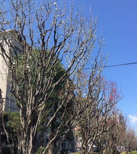 f:id:chuokurashinet:20200318113329p:plain