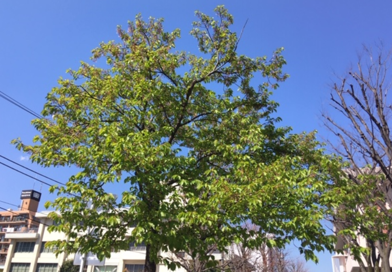 f:id:chuokurashinet:20200318113514p:plain