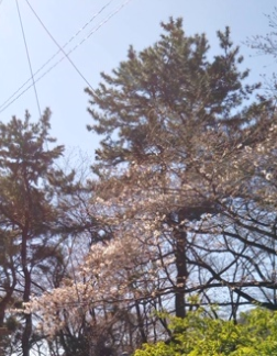 f:id:chuokurashinet:20200320104254p:plain