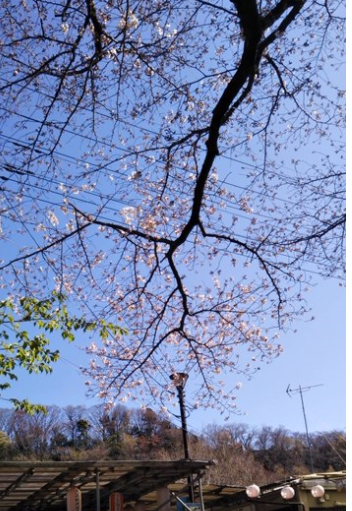 f:id:chuokurashinet:20200320104408p:plain