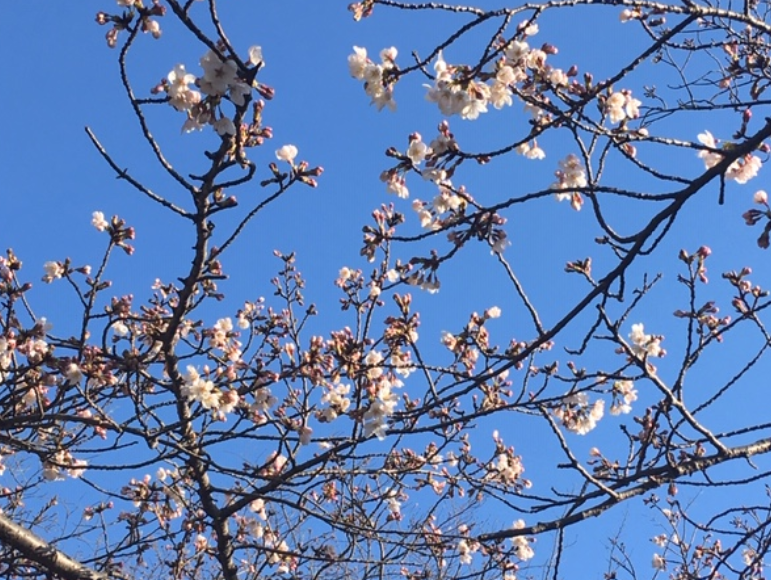 f:id:chuokurashinet:20200321075205p:plain