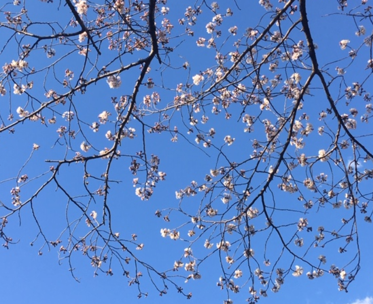 f:id:chuokurashinet:20200321075252p:plain