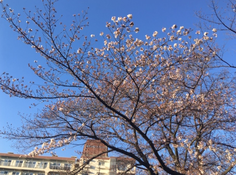 f:id:chuokurashinet:20200321075343p:plain