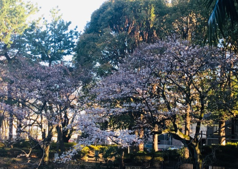 f:id:chuokurashinet:20200321075502p:plain