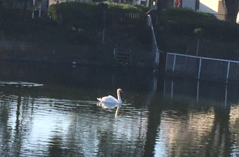 f:id:chuokurashinet:20200321075621p:plain