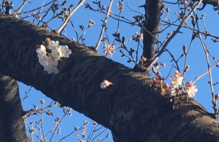 f:id:chuokurashinet:20200321080002p:plain