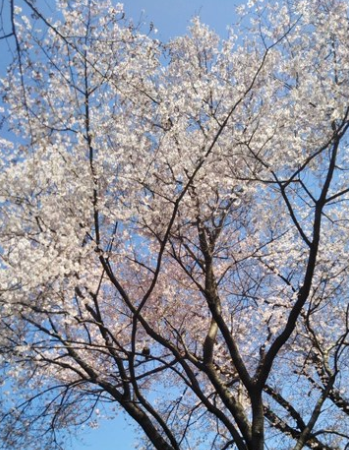 f:id:chuokurashinet:20200321081202p:plain