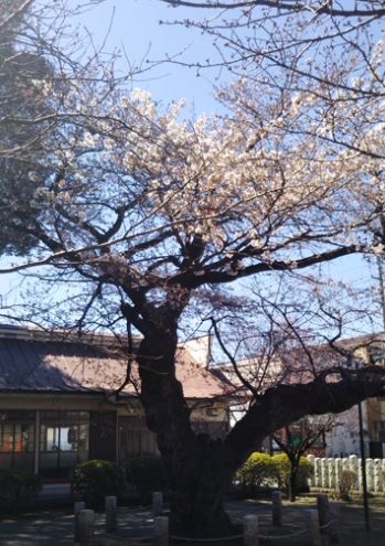 f:id:chuokurashinet:20200321081311p:plain