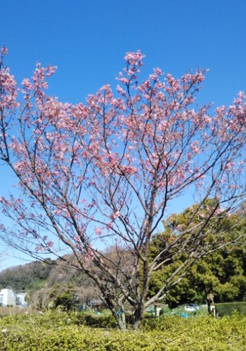 f:id:chuokurashinet:20200321081701p:plain