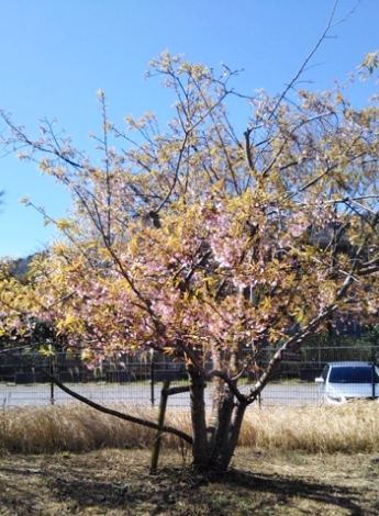 f:id:chuokurashinet:20200321081839p:plain