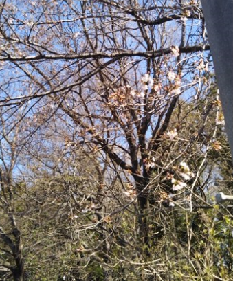 f:id:chuokurashinet:20200321082602p:plain