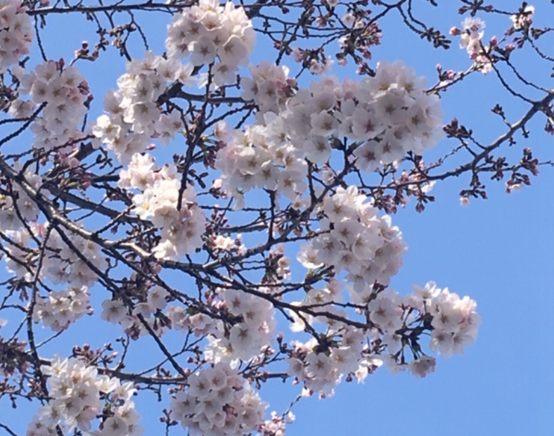 f:id:chuokurashinet:20200322103821p:plain