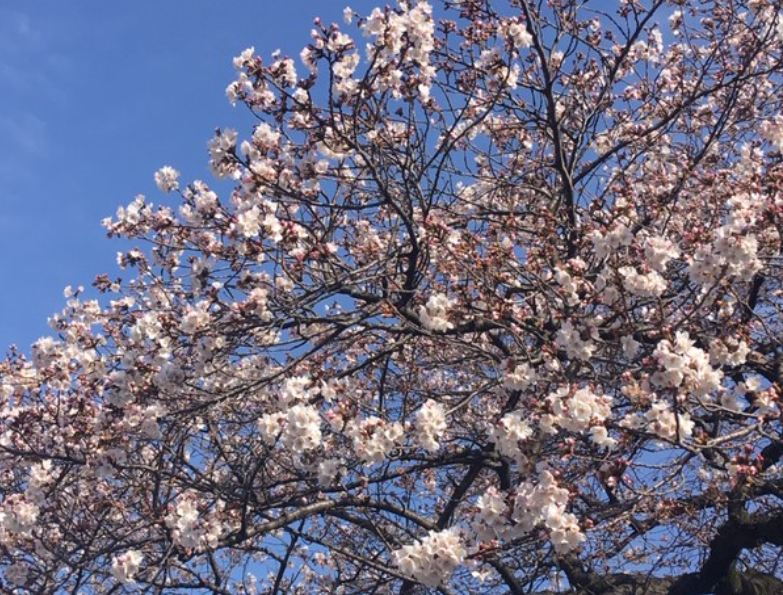 f:id:chuokurashinet:20200322103907p:plain