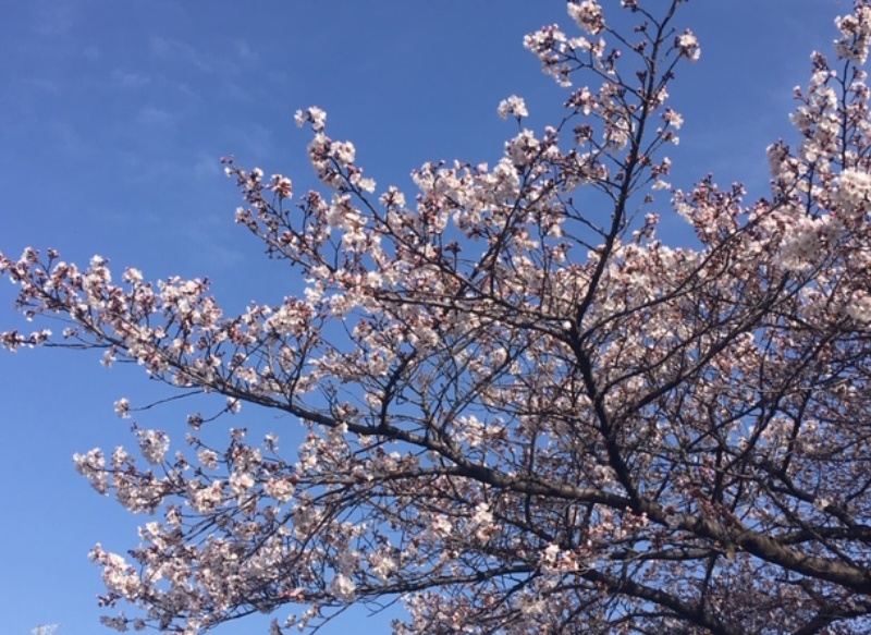 f:id:chuokurashinet:20200322104144p:plain