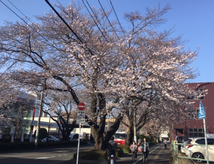 f:id:chuokurashinet:20200322104234p:plain