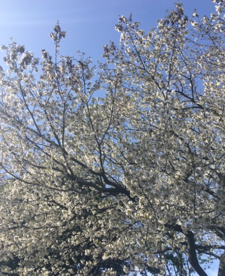 f:id:chuokurashinet:20200322104331p:plain