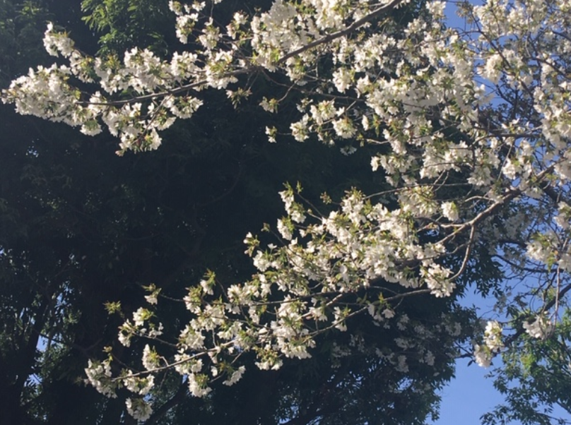 f:id:chuokurashinet:20200322104408p:plain