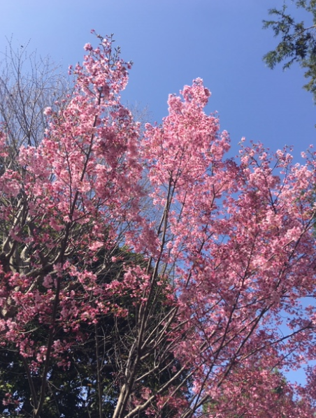 f:id:chuokurashinet:20200322104450p:plain