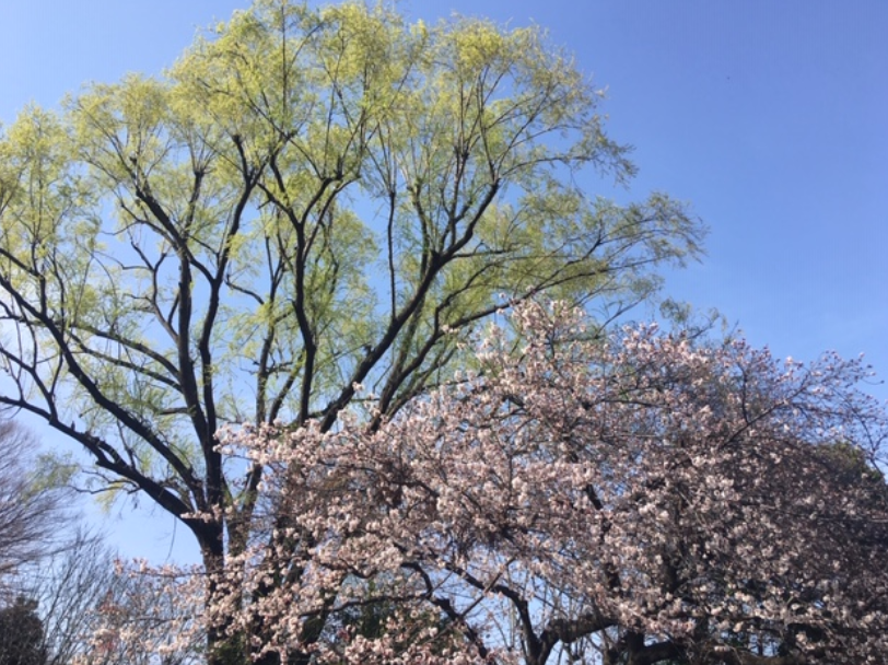 f:id:chuokurashinet:20200322104539p:plain