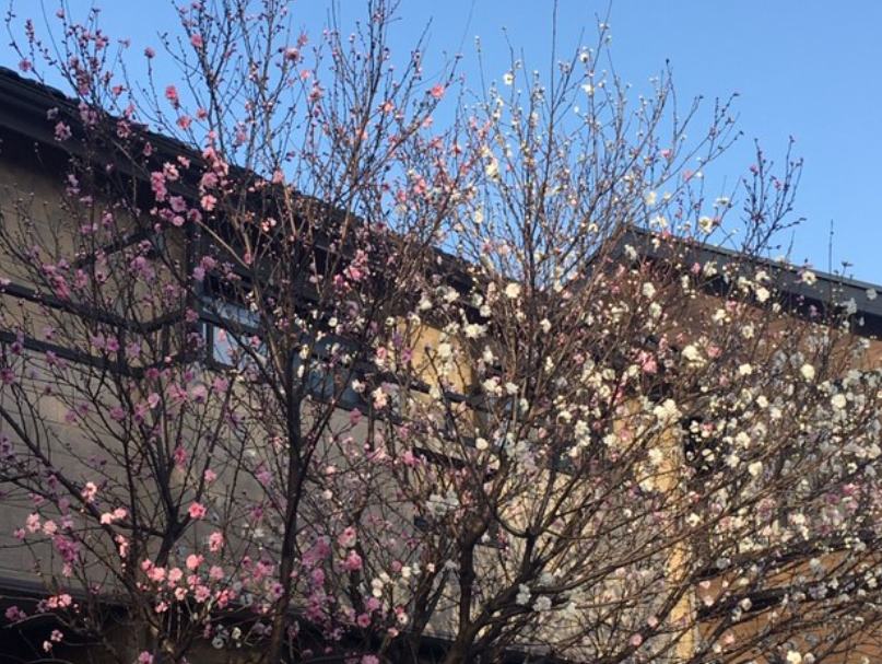 f:id:chuokurashinet:20200322104659p:plain