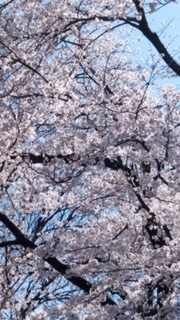 f:id:chuokurashinet:20200325153832p:plain