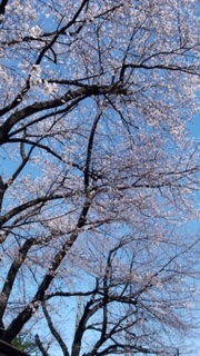 f:id:chuokurashinet:20200325153915p:plain