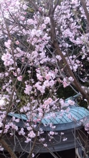 f:id:chuokurashinet:20200325154024p:plain