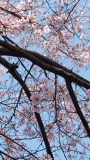 f:id:chuokurashinet:20200325154347p:plain