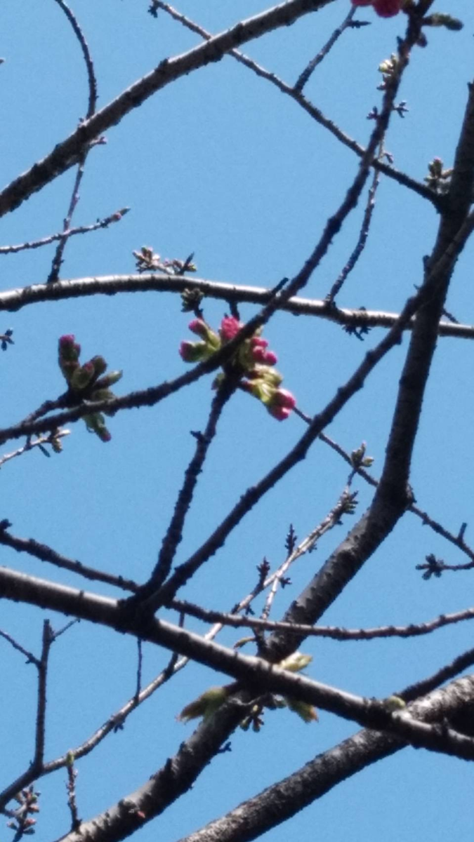 f:id:chuokurashinet:20200325154530p:plain