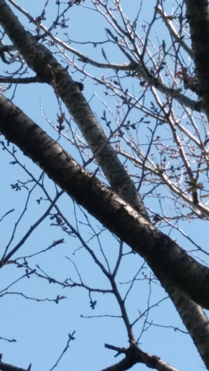 f:id:chuokurashinet:20200325154724p:plain