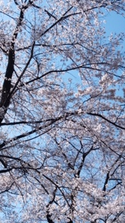 f:id:chuokurashinet:20200325155220p:plain