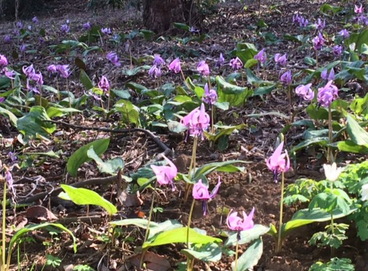 f:id:chuokurashinet:20200326173339p:plain