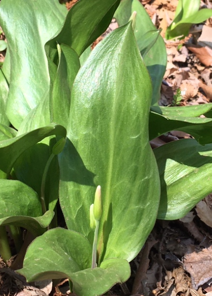 f:id:chuokurashinet:20200326173711p:plain