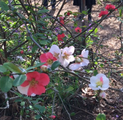 f:id:chuokurashinet:20200326173854p:plain