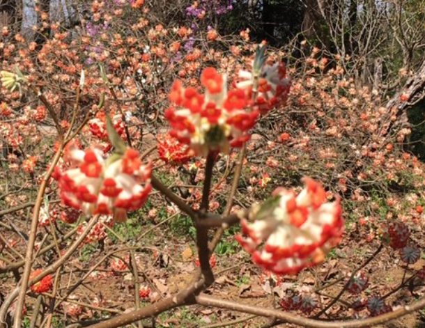 f:id:chuokurashinet:20200326174000p:plain