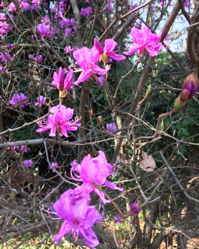 f:id:chuokurashinet:20200326174325p:plain