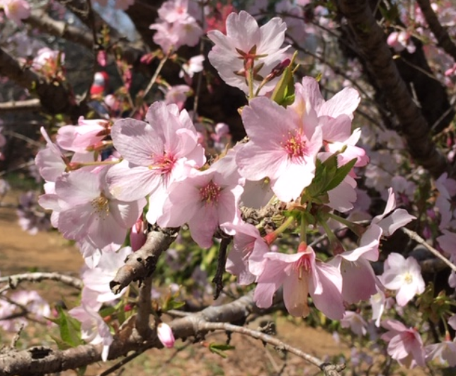 f:id:chuokurashinet:20200326174535p:plain