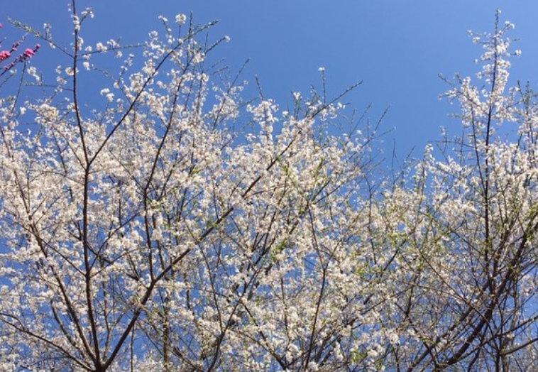 f:id:chuokurashinet:20200326174710p:plain