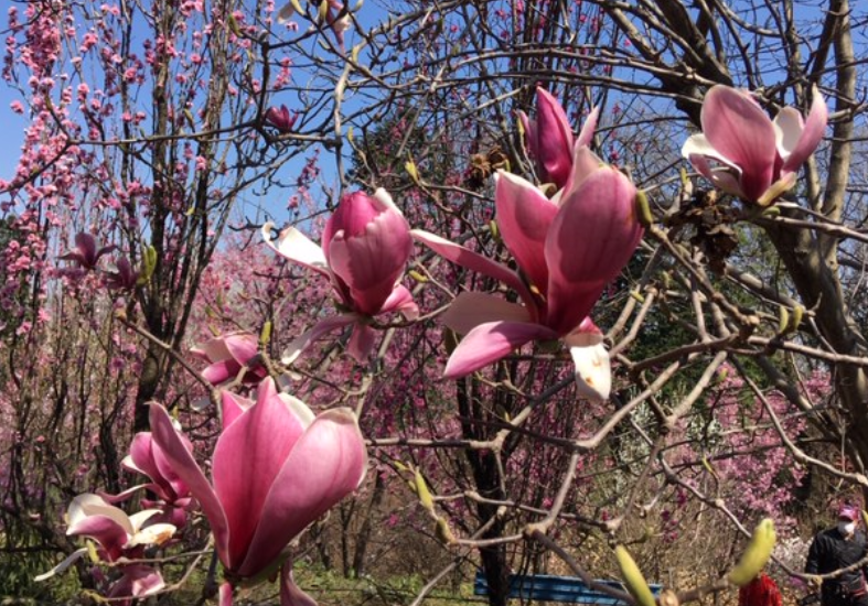 f:id:chuokurashinet:20200326175050p:plain