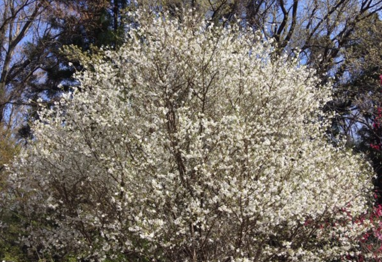 f:id:chuokurashinet:20200326175219p:plain