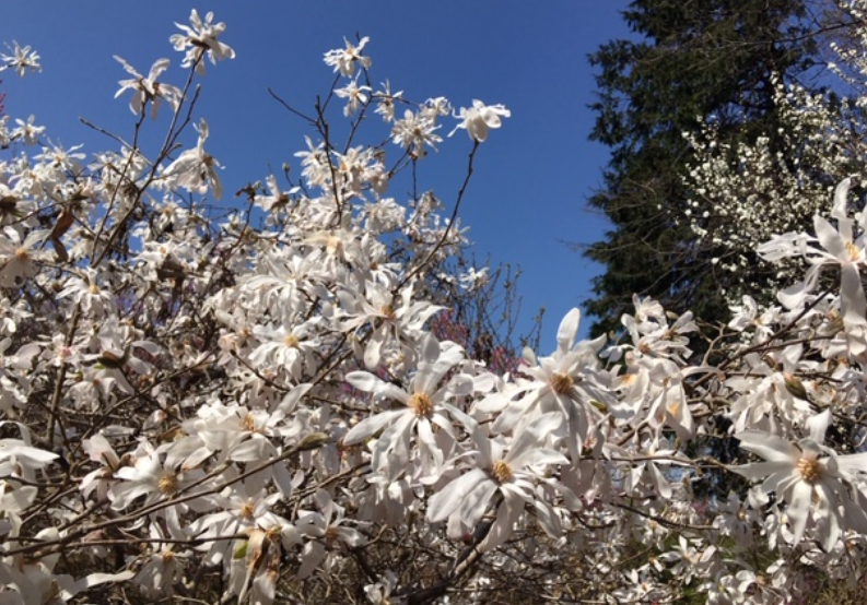 f:id:chuokurashinet:20200326175410p:plain