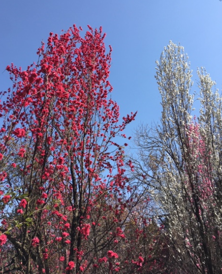 f:id:chuokurashinet:20200326175637p:plain