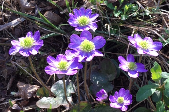 f:id:chuokurashinet:20200326175805p:plain